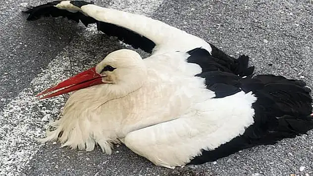 Konya'da akıma kapılarak yaralanan leylek tedaviye alındı
