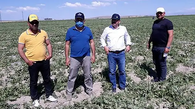 Konya'da ani hava değişiklikleri tarım arazilerine zarar verdi!  Karapınar'da rüzgar ve soğuktan zarar gören alanlarda inceleme yapıldı