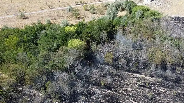 Konya'da anız yangını ormana sıçradı
