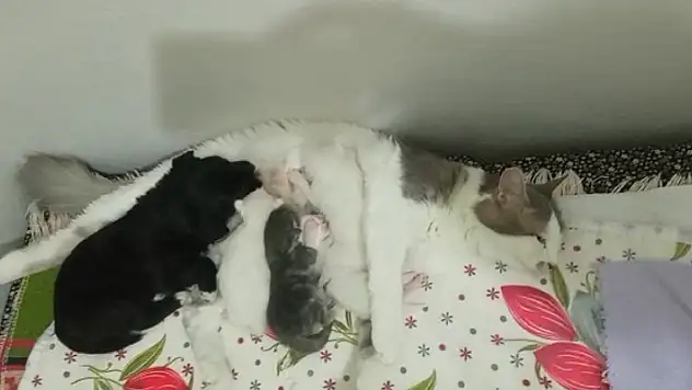 Konya'da anne kedi, yavru köpeği de emziriyor

