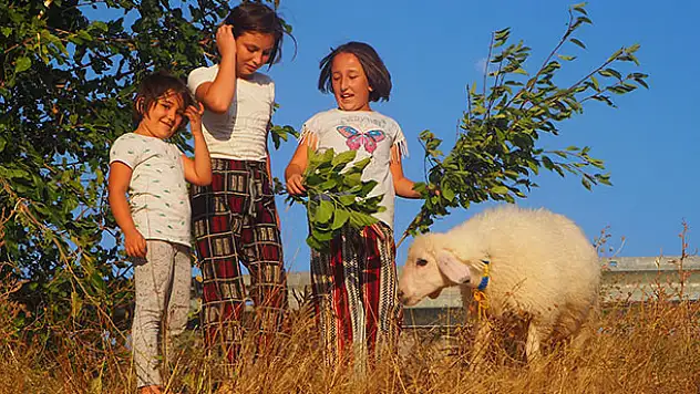 Konya'da annesi ölen kuzu, evin çocuklarının 'arkadaşı' oldu