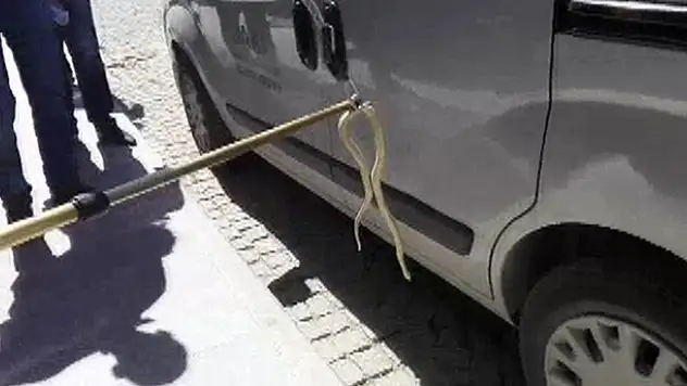 Konya'da aracın tekerleğine giren yılanı esnaf çıkardı