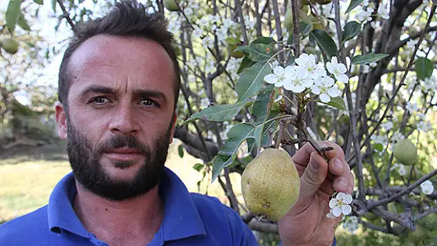 Konya'da armut ağacı eylülde çiçek açtı