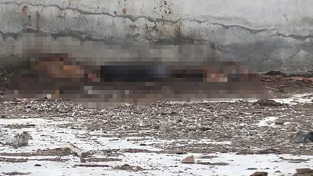 Konya'da at kesildiği iddiası