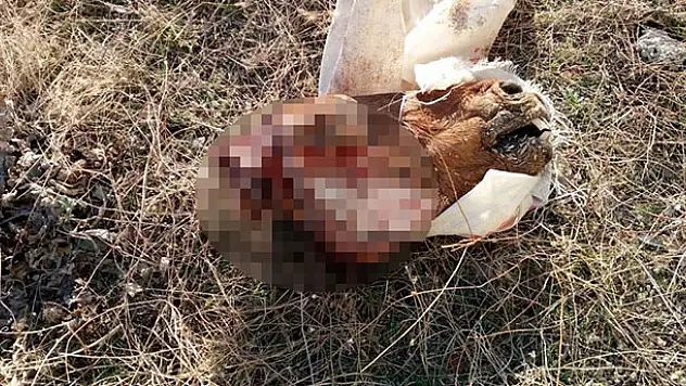 Konya'da at kesildiği iddiasına inceleme