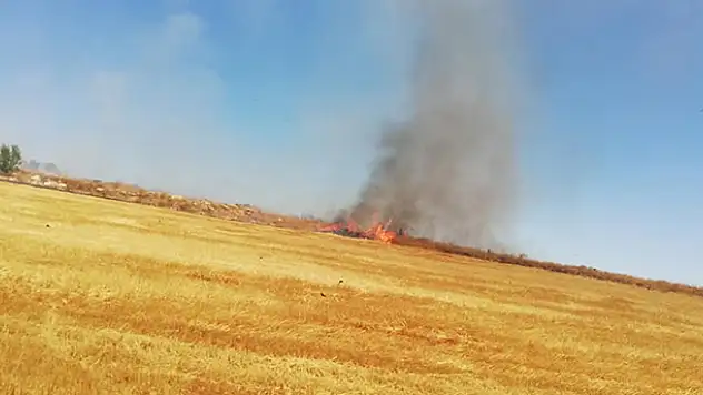 Konya'da ateşe verilen tarlalarda kaplumbağalar da yanarak can verdi