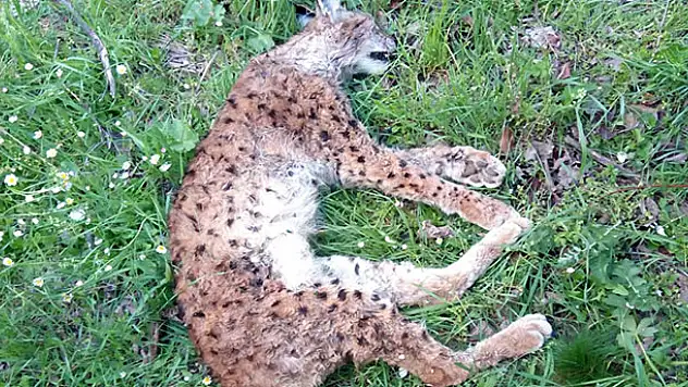 Konya'da av tüfeğiyle öldürülmüş vaşak bulundu