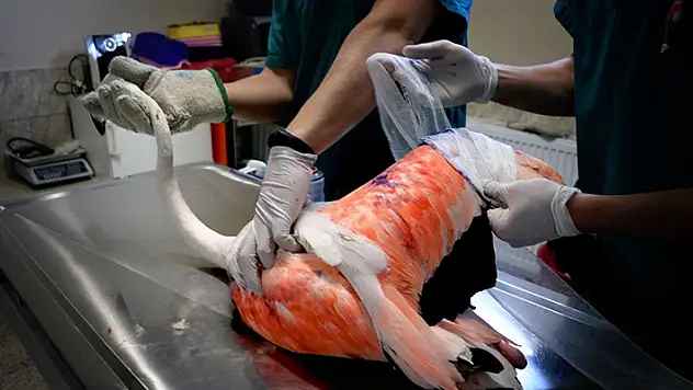 Konya'da avcıların vurduğu uçma yetisini kaybeden flamingoya özel bakım, kanatları kurtarılmaya çalışılıyor