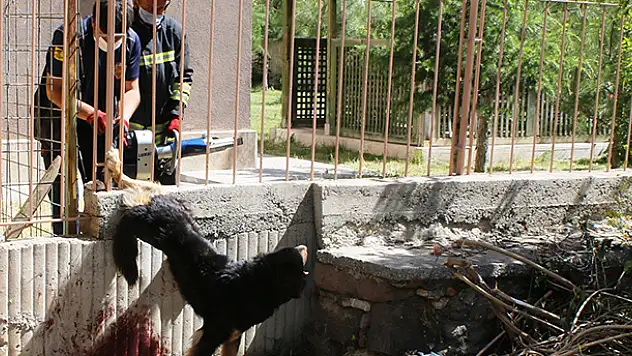 Konya'da ayağı demir korkuluğa sıkışan yaralı köpeği itfaiye kurtardı