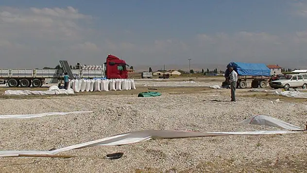 Konya'da ayçekirdeği hasadı başladı