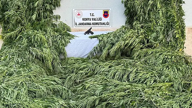 Konya'da ayçiçeği tarlasında kenevir ele geçirildi
