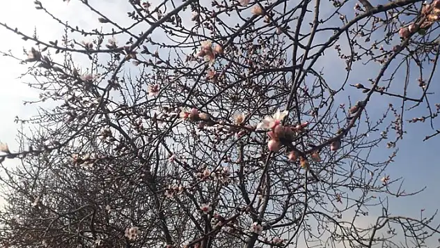 Konya'da badem ağaçları çiçek açtı
