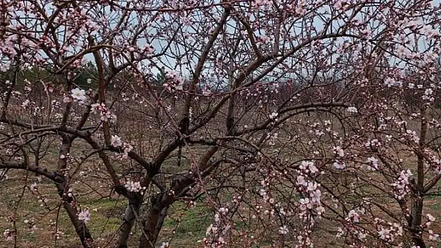 Konya'da badem ağaçları erken çiçek açtı
