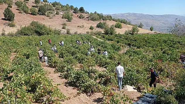Konya'da bağ bozumu şenliği

