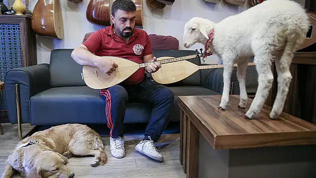 Konya'da bağlama ustasının yoldaşı, kuzu, köpek ve oğlak oldu
