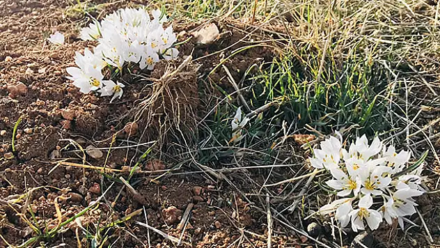 Konya'da baharın müjdecisi çiğdemler açtı