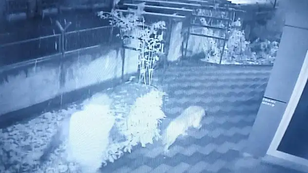 Konya'da bahçedeki Kangal köpeği hırsızlığı güvenlik kamerasında
