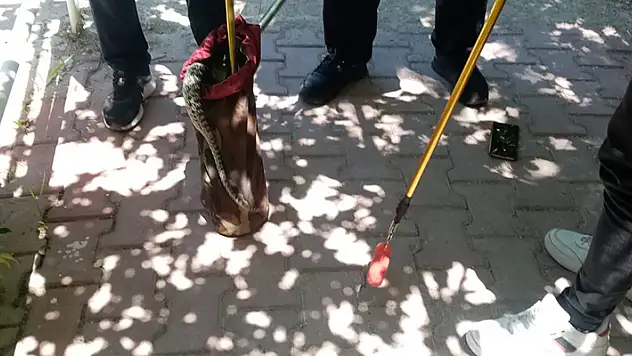 Konya'da bahçeye giren yılan itfaiye ekiplerince yakalanarak doğaya bırakıldı
