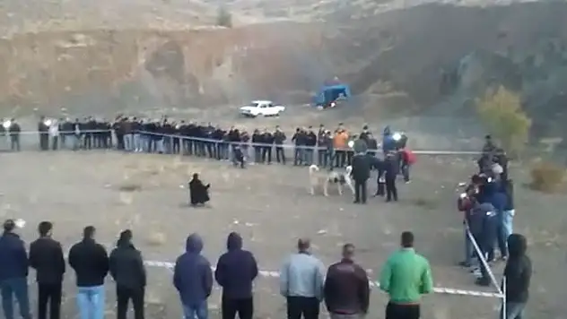Konya'da Bahisle köpek dövüşüne jandarma baskını