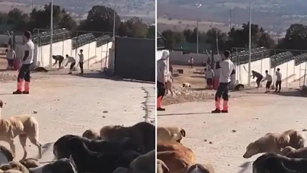 Konya'da barınakta köpeği eziyet ederek öldüren 2 görevli için istenen ceza belli oldu
