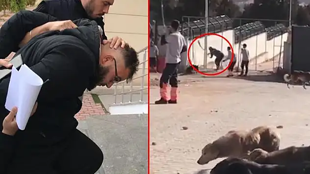 Konya'da barınakta köpeği eziyet ederek öldüren 2 kişi hakkındaki iddianame kabul edildi
