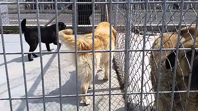 Konya'da barınaktan 10 bin liralık köpek maması hırsızlığı