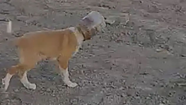 Konya'da başı plastik bidona sıkışan yavru köpeği vatandaş kurtardı