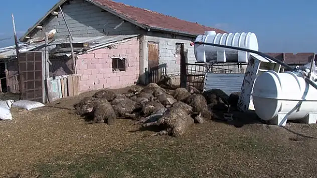 Konya'da başıboş köpekler 32 koyunu telef etti