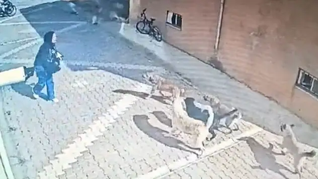Konya'da başıboş köpekler kız öğrenciye saldırdı
