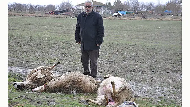 Konya'da başıboş köpekler koyun ağılına saldırdı