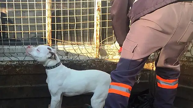 Konya'da başıboş pitbull cinsi köpek yakalanarak barınağına götürüldü
