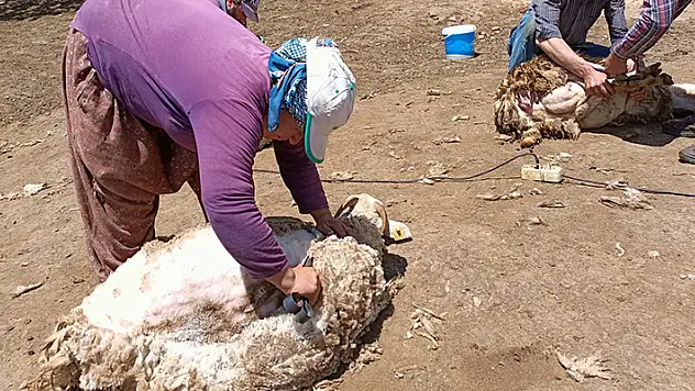 Konya'da besiciler 2 bin 133 rakımlı yaylada koyunlarını kırkıyor

