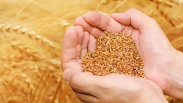 Konya'da bin 500 ton mahsul buğday ihaleyle satılacak