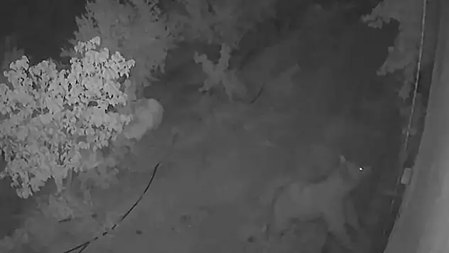 Konya'da bir boz ayı yiyecek bulmak için evin balkonuna çıktı