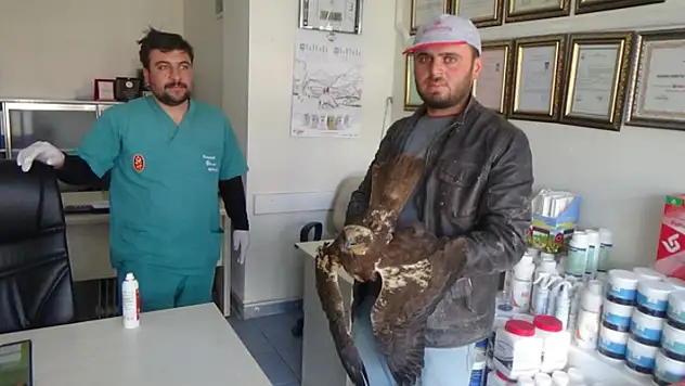 Konya'da bir çiftçi tarafından yaralı bulunan şahin tedavi altına alındı
