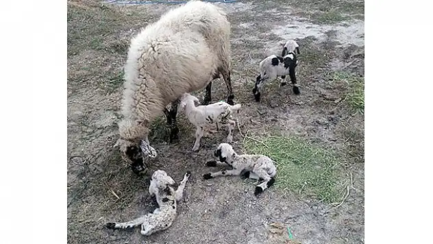 Konya'da bir koyun beşiz doğurdu