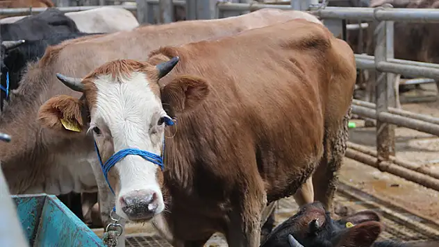 Konya'da bir mahalleye karantina kararı! Hayvan pazarı kapatıldı