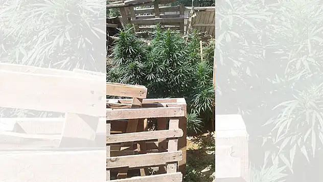 Konya'da bir operasyon daha!Bahçesinde Hint keneviri yetiştiren şahıs gözaltında