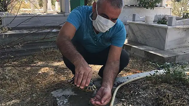 Konya'da bir vatandaş susuzluktan bitkin düşen kaplumbağaya eliyle su içirdi