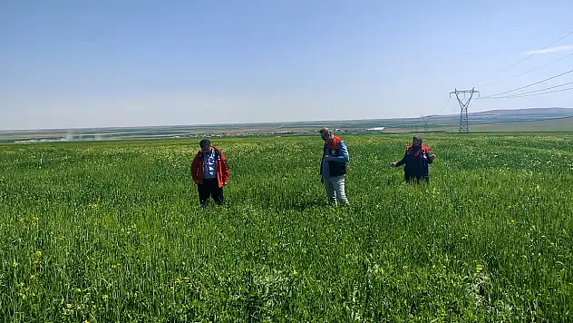 Konya'da bitki sağlığı kontrol altında