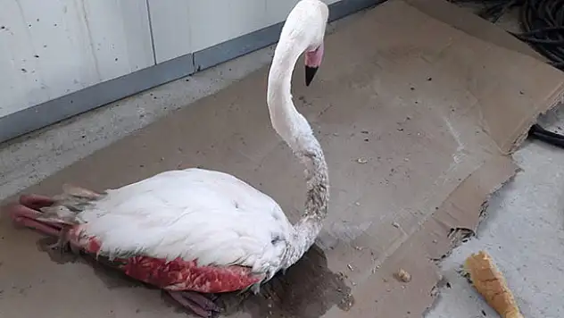 Konya'da bitkin düşen flamingo tedavi altına alındı