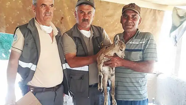Konya'da bitkin halde bulunan yavru yaban keçisi tedavi altına alındı
