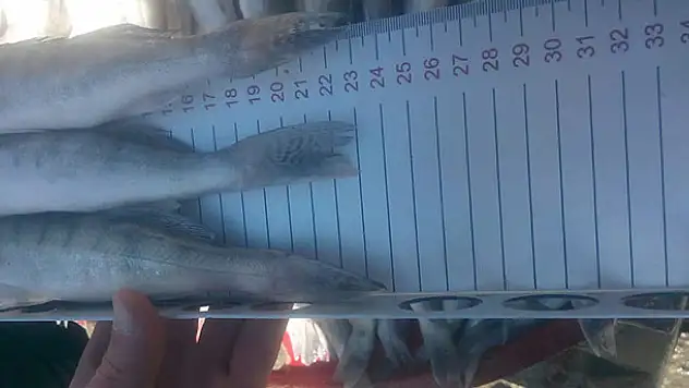 Konya'da boy limiti altı balık satışına ceza