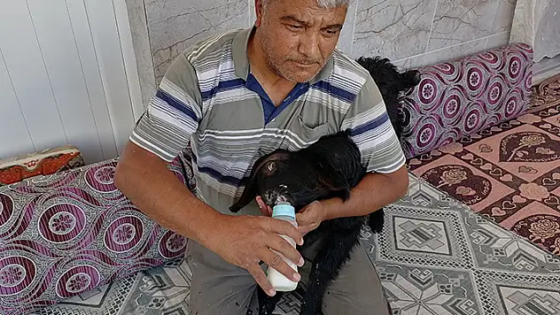 Konya'da boynu eğri şekilde doğan keçi yavrusunu sahibi biberonla besliyor
