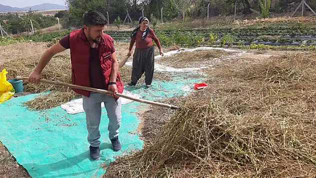 Konya'da bu mahallede yetiştirilen susam tahin üreticilerinin gözdesi