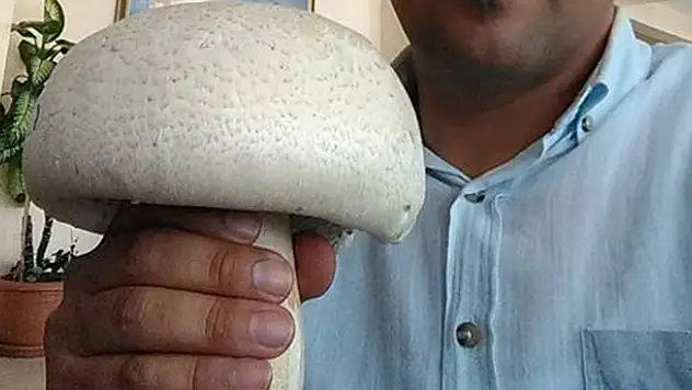 Konya'da bulunan dev kültür mantarı görenleri şaşırttı