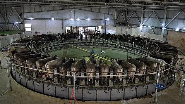 Konya'da bulunan TİGEM Gözlü'de dakikada 5 inek el değmeden sağılıyor! Günlük 35 ton süt üretiliyor
