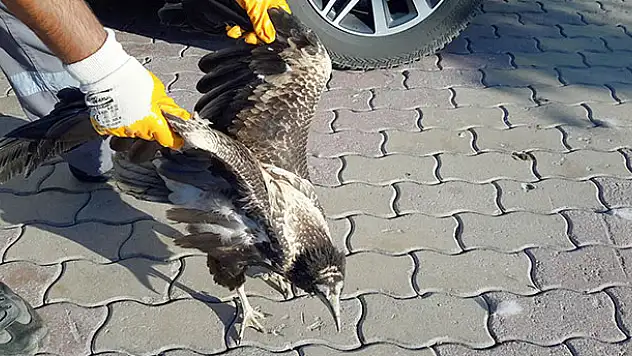 Konya'da bulunan yaralı akbaba tedavi edilecek