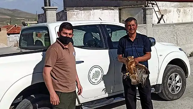 Konya'da bulunan yaralı baykuş ve kızıl şahin koruma altında