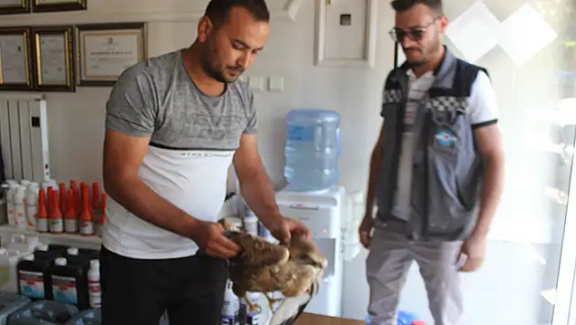 Konya'da bulunan yaralı doğan tedavi ediliyor
